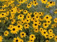 Ficha botánica: Rudbeckia