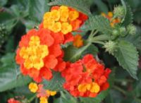 Ficha botánica: Lantana