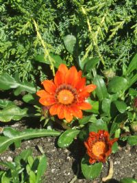 Ficha botánica: Gazania