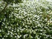 Ficha botánica: Petunia