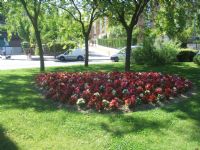 Ficha botánica: Begonia semperflorens