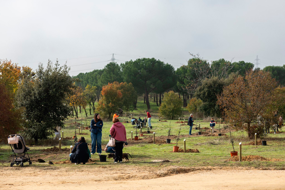Apadrina un árbol