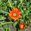 Gazania naranja (Se abre en ventana nueva)