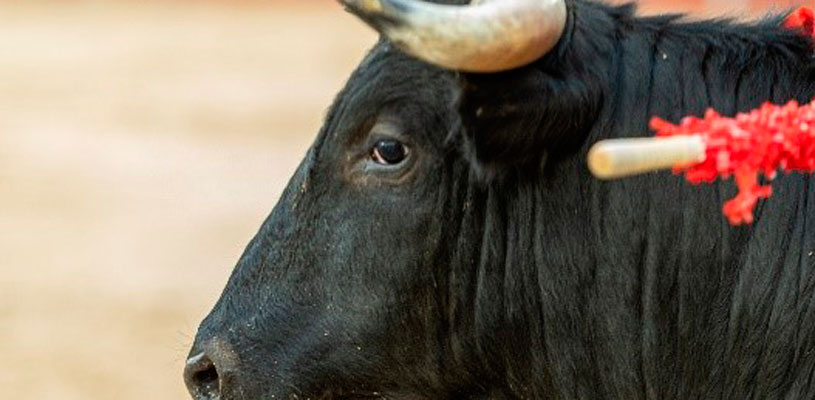Programa de fiestas feria taurina