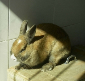Conejo_0_0.jpg