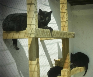 Gato 3_0.jpg