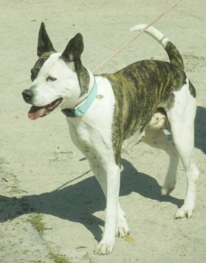 Perro 1_0.jpg