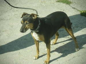 Perro 2_0.jpg