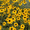 Rudbeckias amarillas (Se abre en ventana nueva)