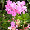 Geranio fucsia (Se abre en ventana nueva)