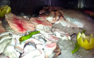 Pescados de La Txitxarrería (Se abre en ventana nueva)