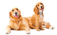 Perritos (Se abre en ventana nueva)