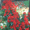 Salvia splendens y salvia impatiens (Se abre en ventana nueva)