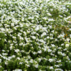 Petunia blanca (Se abre en ventana nueva)