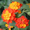 Lantana (Se abre en ventana nueva)