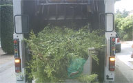 Restos vegetales de poda y jardinería depositados en un camión compactador