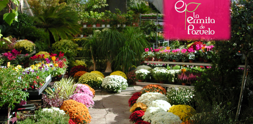 Floristería La Ermita de Pozuelo Floristería La Ermita de Pozuelo