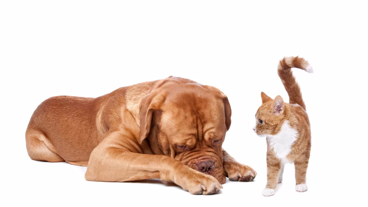 Un perro y un gato en la imagen
