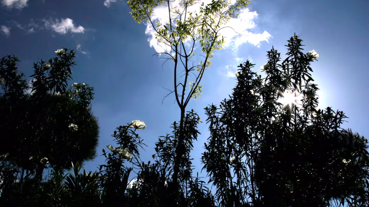 Cielo