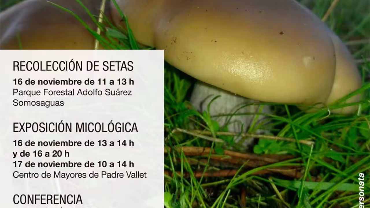 Cartel Jornadas Micológicas