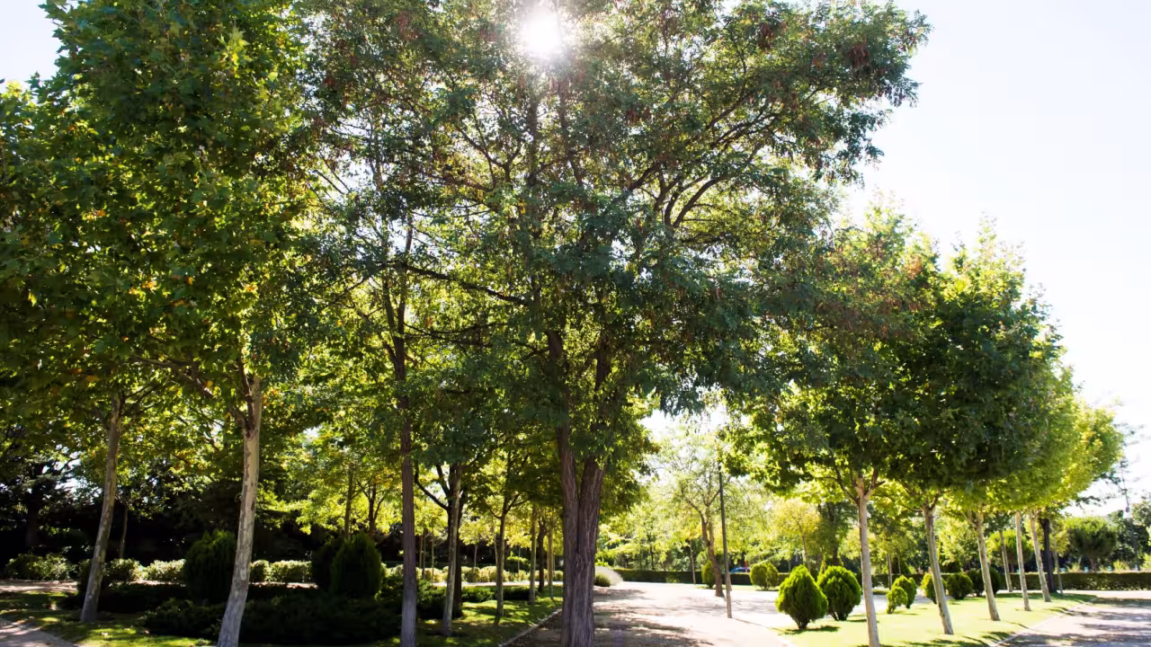 Un parque de Pozuelo