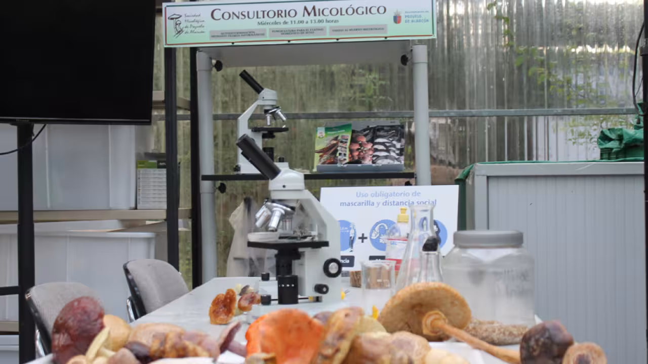 Consultorio Micologico