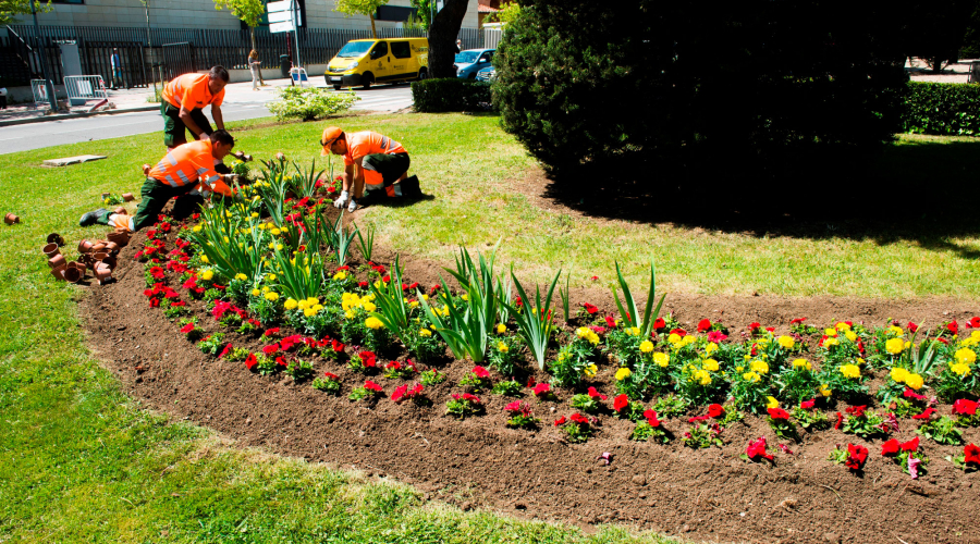 Plantación de flores