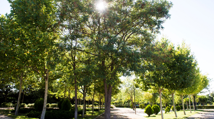 Un parque de Pozuelo