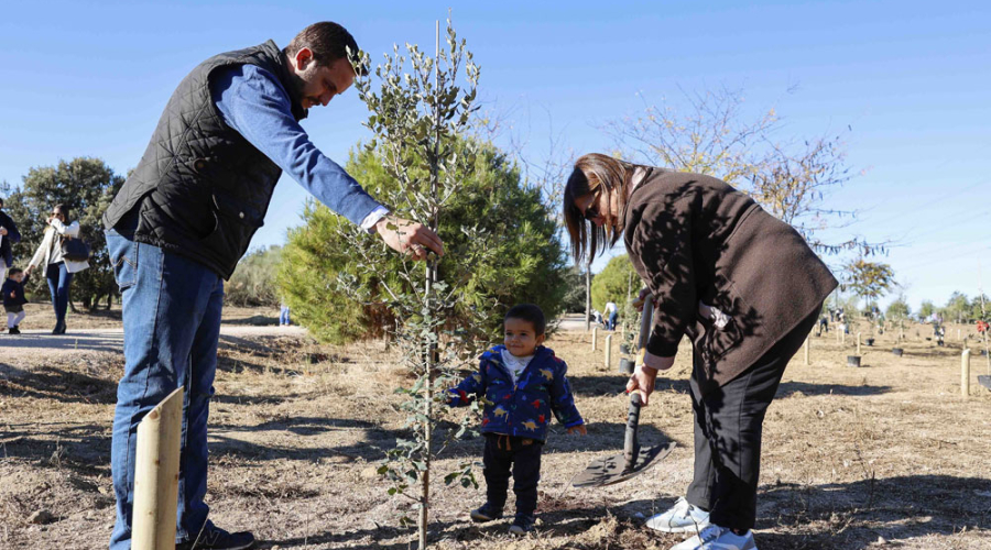 El Ayuntamiento de Pozuelo de Alarcón planta 300 árboles en el marco del  proyecto “Bosque de la Vida”, que permite plantar un árbol por cada niño  que nace en la ciudad |