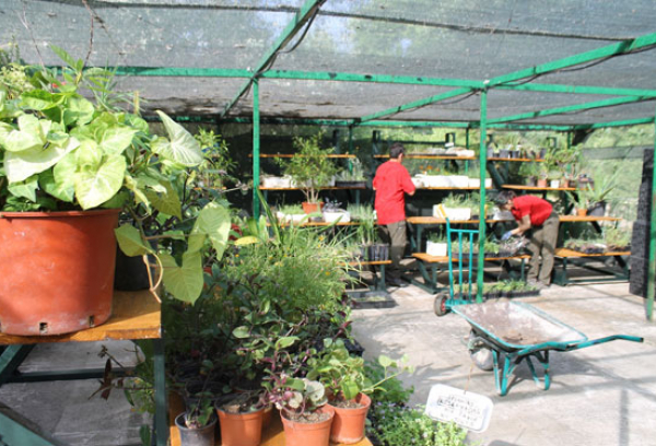 Hospital de plantas