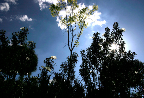 Cielo
