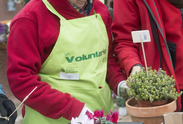 voluntario